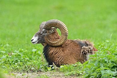 宫崎英高解释为何与乔治·马丁合作开发《艾尔登法环》：就像与老朋友谈话